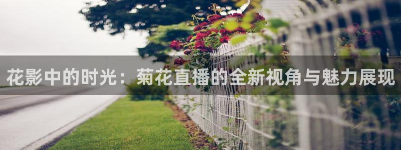 球友直播平台：花影中的时光：菊花直播的全新视角与魅力展现