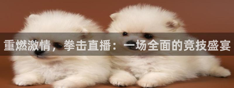 球友直播ios：重燃激情，拳击直播：一场全面的竞技盛宴